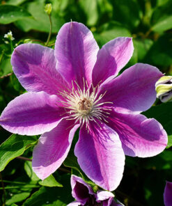 Alternative view of Clematis Bees Jubilee poj, 4 L