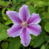 Clematis Bees Jubilee poj, 4 L