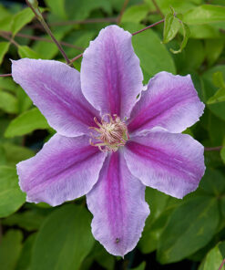 Clematis Bees Jubilee poj, 4 L