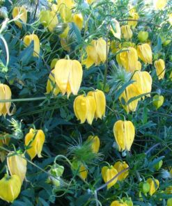 Alternative view of Clematis botaniczny 'Bill Mackenzie' poj, 4L