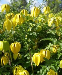 Clematis botaniczny 'Bill Mackenzie' poj, 4L