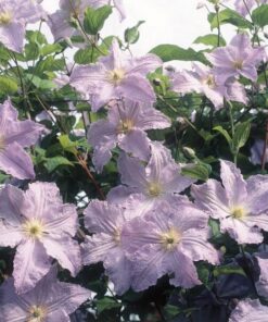 Clematis Błękitny Anioł (viticella) poj. 2L