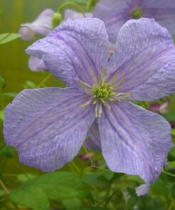Clematis Błękitny Anioł (viticella) P9/C1