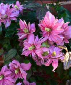 Alternative view of Clematis Montana 'Broughton Star' poj. 4L