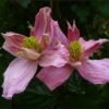 Clematis Montana 'Broughton Star' poj. 4L
