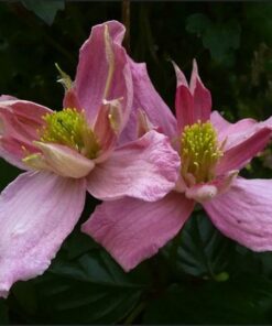 Clematis Montana 'Broughton Star' poj. 4L