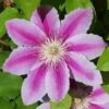 Clematis Carnaby (wielkokwiatowy) P9/C1