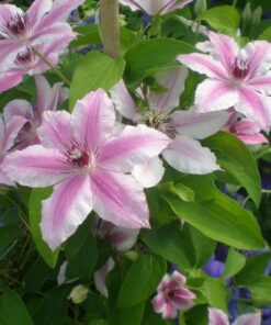 Alternative view of Clematis Carnaby (wielkokwiatowy) poj.4l