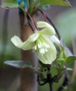 Clematis Cirrhosa 'Wisley Cream' poj. 2L