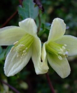 Alternative view of Clematis Cirrhosa 'Wisley Cream' poj. 2L