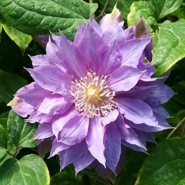 Clematis Daniel Deronda (wielkokwiatowy) PEŁNY P9/C1