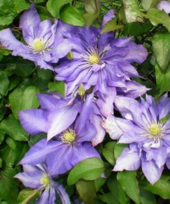 Clematis Daniel Deronda (wielkokwiatowy) PEŁNY poj. 2l