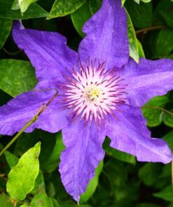 Clematis Dzieci Warszawy (wielkokwiatowy) P9/C1
