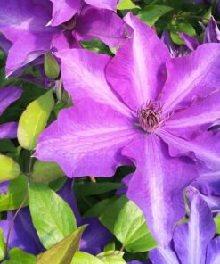 Clematis Dzieci Warszawy (wielkokwiatowy) poj,2l