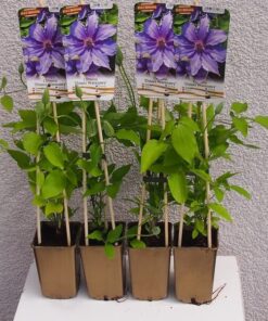 Alternative view of Clematis Dzieci Warszawy (wielkokwiatowy) P9/C1