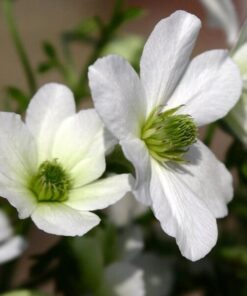 Clematis botaniczny Early Sensation P9/C1