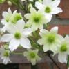 Clematis botaniczny Early Sensation poj. 2L