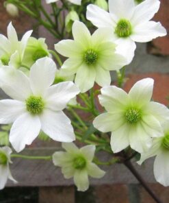Clematis botaniczny Early Sensation poj. 2L
