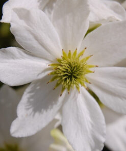 Alternative view of Clematis botaniczny Early Sensation poj. 2L