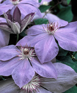 Alternative view of Clematis Elsa Spath poj, 2 L