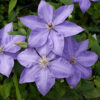 Clematis Elsa Spath poj, 2 L
