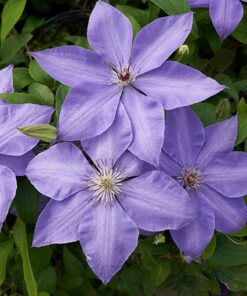 Clematis Elsa Spath poj, 2 L