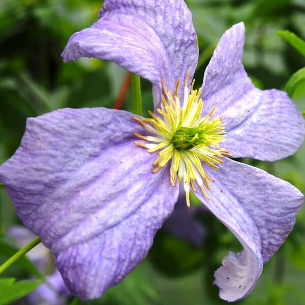 Clematis Emilia Plater (viticella) P9/C1 - obrazek 5