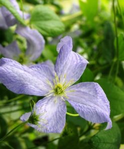 Clematis Emilia Plater (viticella) P9/C1