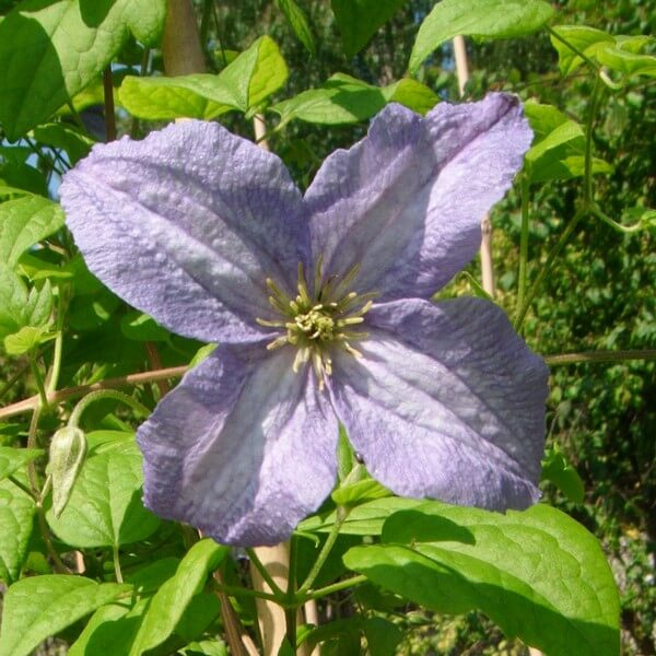Clematis Emilia Plater (viticella) P9/C1 - obrazek 4