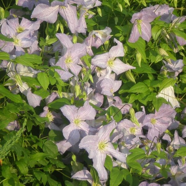 Clematis Emilia Plater (viticella) P9/C1 - obrazek 3