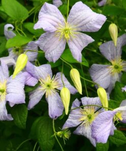 Alternative view of Clematis Emilia Plater (viticella) P9/C1
