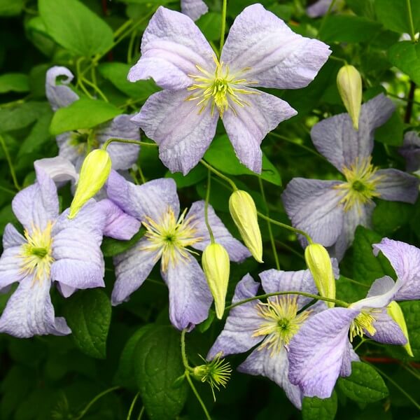 Clematis Emilia Plater (viticella) P9/C1 - obrazek 2