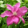Clematis 'Ernest Markham' (wielkokwiatowy) P9/C1