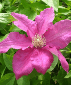 Clematis 'Ernest Markham' (wielkokwiatowy) P9/C1