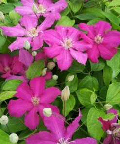 Alternative view of Clematis 'Ernest Markham' (wielkokwiatowy) P9/C1