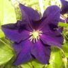 Clematis 'Etoile Violette' P9/C1