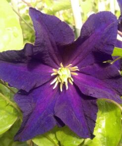 Clematis 'Etoile Violette' P9/C1
