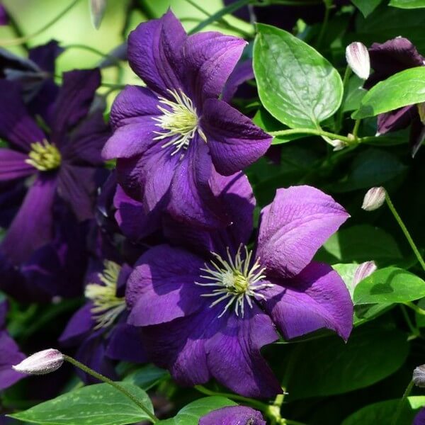 Clematis 'Etoile Violette' poj, 4L - obrazek 2