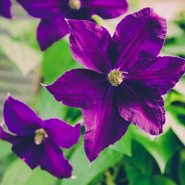 Clematis 'Etoile Violette' poj, 4L - obrazek 3