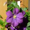 Clematis 'Etoile Violette' poj, 4L