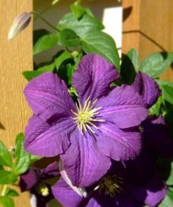 Clematis 'Etoile Violette' poj, 4L