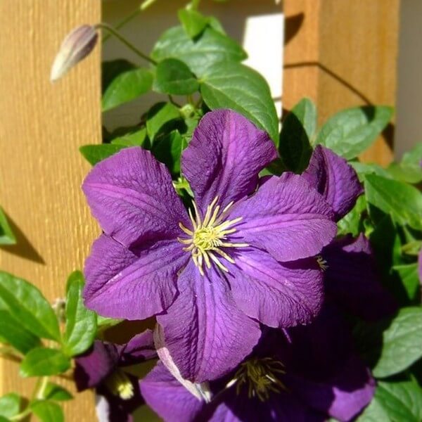Clematis 'Etoile Violette' poj, 4L