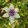 Clematis Florida Sieboldii poj. 4L