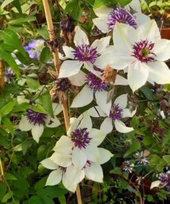 Alternative view of Clematis Florida Sieboldii poj. 4L