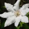 Clematis Gladys Picard P9/C1