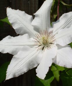 Clematis Gladys Picard P9/C1