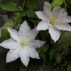 Clematis Gladys Picard poj, 2L