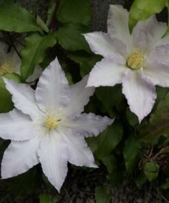 Clematis Gladys Picard poj, 2L