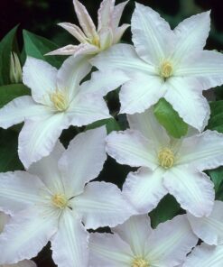 Clematis Gladys Picard poj, 4L