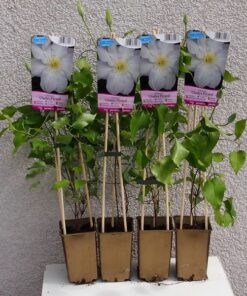 Alternative view of Clematis Gladys Picard poj, 2L